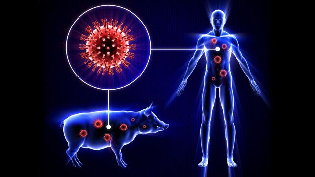 إعلان أول حالة وفاة بإنفلونزا الخنازير في ذمار