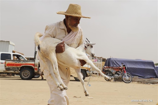 مليشيا الحوثي في الحديدة تمنع بيع إناث الأغنام والأبقار في قرار أثار استياء المواطنين