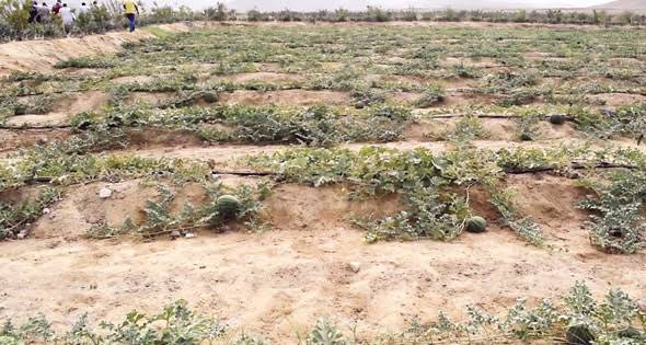 الصقيع يتلف المحاصيل ويفاقم أزمة الأمن الغذائي باليمن